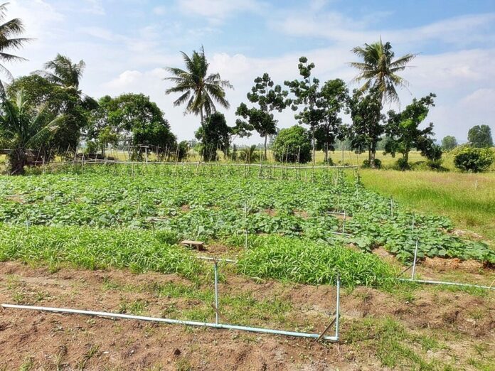 ThaiHealth pushes big-city vegetable plantations into national agenda thaihealth